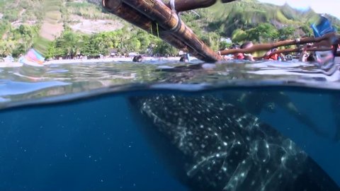 Whaleshark Feeding And Snorkelers - Split Shot