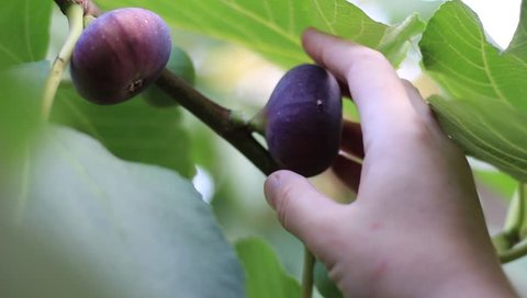 The man picks the figs from the tree. Ripe common figs and fig leaves. Dark and green figs