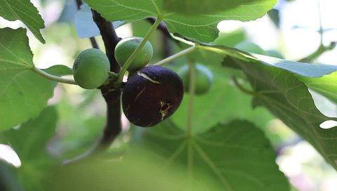 Fig tree with dark fruits. Ripe common figs and fig leaves. Black and green figs