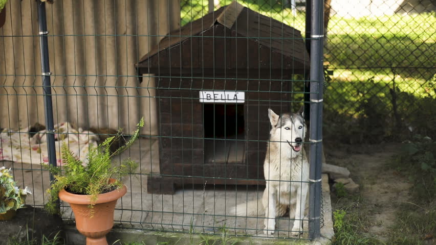siberian husky house dog