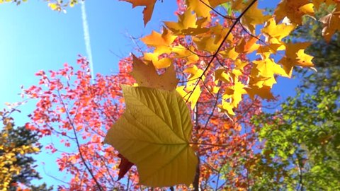 SLOW MOTION CLOSE UP: Yellow fall foliage falling off in autumn forest on sunny day. Yellow maple leaf falling slowly towards the ground in sunny fall. Colorful autumn trees shedding their old leaves