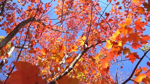 SLOW MOTION CLOSE UP: Red fall foliage falling off in autumn forest on sunny day. Vibrant red maple leaves falling slowly towards camera in sunny fall. Colorful autumn trees shedding leaves in fall