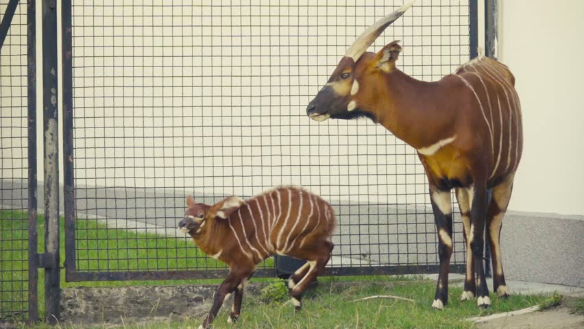 The bongo (Tragelaphus eurycerus) is a herbivorous, mostly nocturnal forest ungulate. It is among the largest of the African forest antelope species. Slow motion 250 FPS