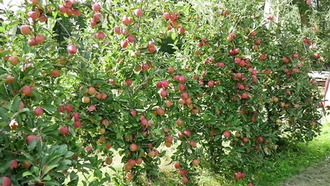 beautiful red apples on  tree