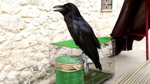 Common raven (Corvus corax) perched on an innkeeper