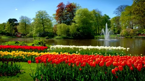 Keukenhof flower garden with blooming tulip flowerbeds and fountain. One of the world's largest flower gardens. Lisse, the Netherlands.