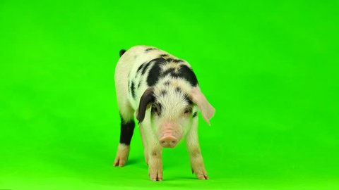 Pig isolated on a green screen background in studio 