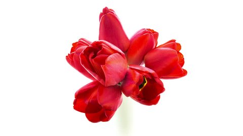 Timelapse of a bunch of red tulip flowers blooming on white background isolated top view