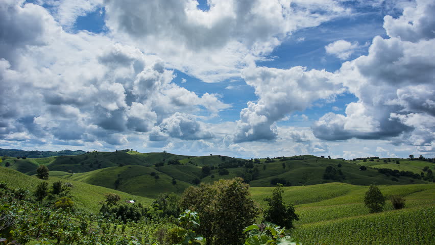 Agricultural Green corn field on hill with blue sky. time lapse.
