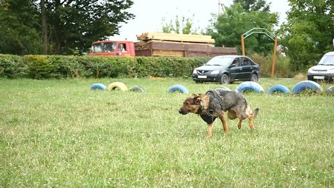 german shepherd dog in training attacking trainer.