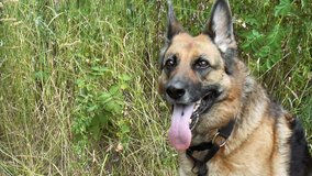 Video shows German Shepherd on Lawn close up