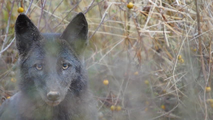 Rare black Coyote in Georgia