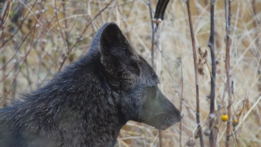 Rare Black Coyote, (Canis latrans) is a wild canine of North and Central