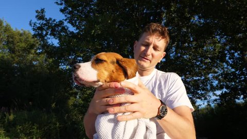 Man hold young dog and wipe fur by towel, low angle slow motion shot. Owner care about small beagle after swimming in cold lake water, sunny outdoors, green tree on background. Cute long ears of puppy