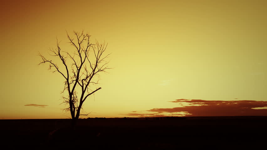 Brilliant golden sunrise behind an old tree on the prairie. HD 1080p time lapse.