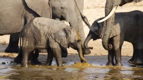 A herd of Elephants drinking water from the Okavango Delta and two baby Elephants eating fresh feces to obtain nutrients.