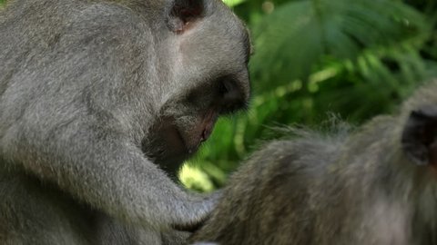 proile shot of a macaque delousing another at ubud monkey forest on the island of bali in indonesia