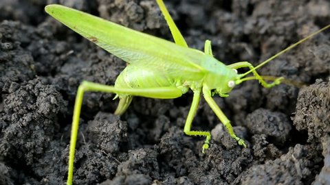 Big green grasshopper lays her eggs in the soil