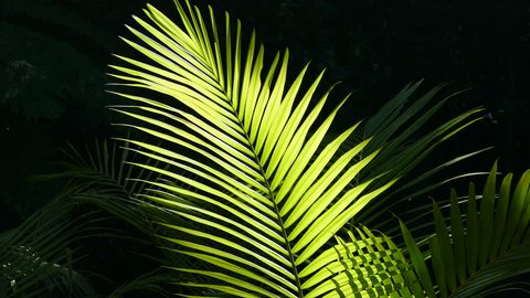 Backlit close up of a palm frond with a dark background.