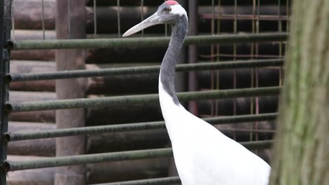 The red-crowned crane (Grus japonensis), also called the Japanese crane. Adult red-crowned cranes are named for a patch of red bare skin on the crown, which becomes brighter during mating season