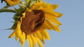 Helianthus plant against blue sky 3840X2160 UltraHD footage - Close-up details of beautiful sunflower 2160p 30fps UHD video