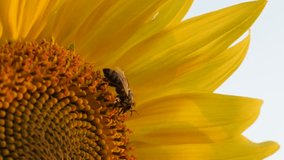 Shallow DOF Helianthus plant and bee resting 4K 2160p 30fps UltraHD footage - Close-up of beautiful sunflower 3840X2160 UHD video