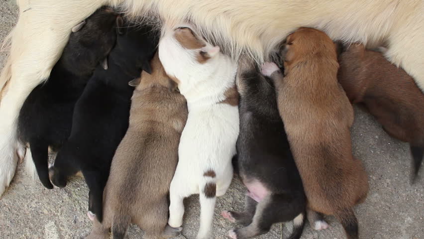stray dog pups breast feeding