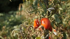 Red tomato in the garden close-up 4K 2160p 30fps UltraHD footage - Organic fruit Solanum lycopersicum shallow DOF 3840X2160 UHD video