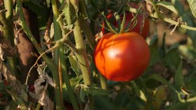 Solanum lycopersicum organic fruit slow tilt 4K 2160p 30fps UltraHD footage - Close-up of red tomato  in the garden 3840X2160 UHD tilting video