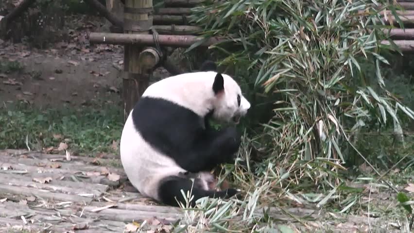 Feeding the Pandas.Chengdu Panda Breeding and Research Center. China.