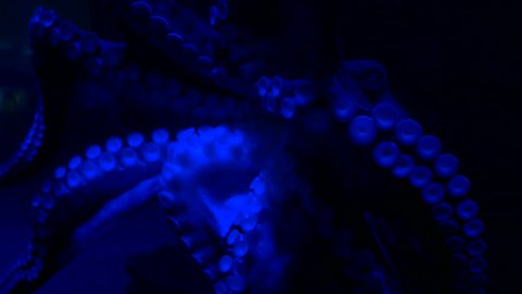 Octopus tentacles moving in dark inky neon water. 