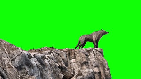 Wolf Howl Green Screen Rocks 3D Rendering Animation