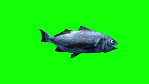 Fish Swim Green Screen Side 3D Rendering Animation