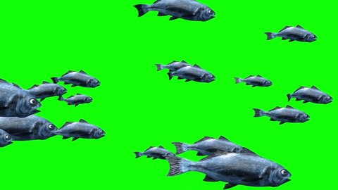 Group of Fish Swim Green Screen 3D Rendering Animation