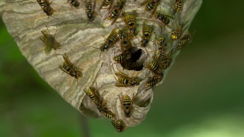 Median wasp (Dolichovespula media) nest