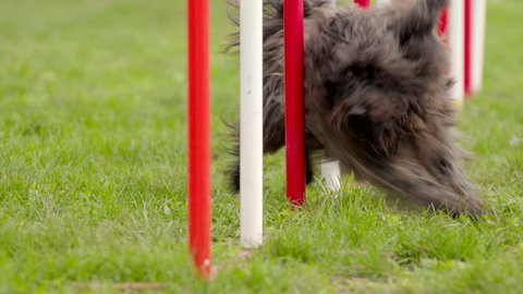 Pet racing in competition, animal agility race with dog running and doing slalom. Sequence with slow motion