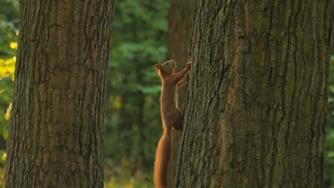 Small squirrel on tree