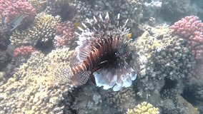 Snorkeling with lion fish aka Pterois in Makadi Bay - Egypt