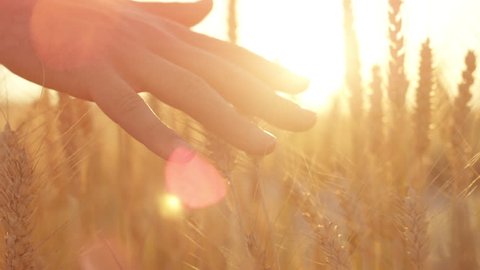 SLOW MOTION CLOSE UP LENS FLARE: Male hand touching beautiful wheat plants at gorgeous golden light sunrise. Man caressing crops growing on organic farm in Tuscany, Italy. Leaves swaying at sunset