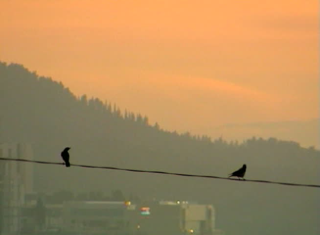 Birds standing on a cable at sunset.