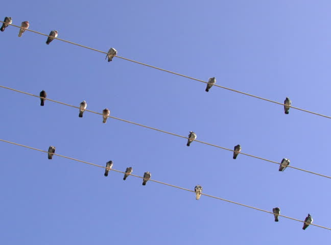 Birds standing on cable over a blue sky