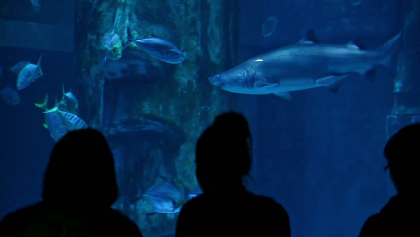 People watching sharks in an aquarium | Shutterstock HD Video #30259660