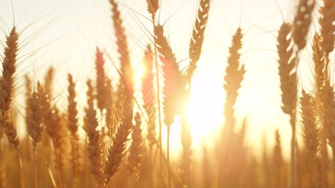 SLOW MOTION CLOSE UP DOF LENS FLARE Golden sun setting behind vast yellow wheat field on sunny evening in Tuscany, Italy. Ripe wheat crops on vast farmland in idyllic countryside lit by summer sunrays