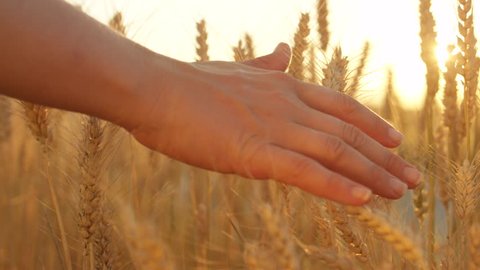 SLOW MOTION, CLOSE UP, DOF: Woman's hand touching yellow wheat heads in lush field on countryside farm at golden light sunset. Female fingers stroking dry wheat. Beautiful plants swaying at sunrise