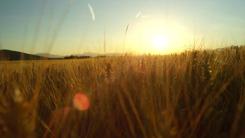 CLOSE UP DOF LENS FLARE: Gorgeous yellow wheat plants in vast dense farmland field surrounded by majestic mountains at golden light sunset. Idyllic Tuscany landscape with endless golden wheat fields Royalty-Free Stock Footage #30261685