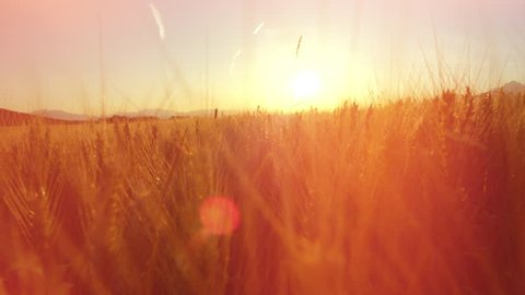 CLOSE UP DOF LENS FLARE: Gorgeous yellow wheat plants in vast dense farmland field surrounded by majestic mountains at golden light sunset. Idyllic Tuscany landscape with endless golden wheat fields