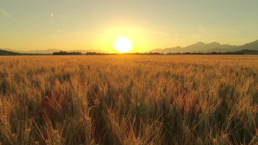 AERIAL CLOSE UP Flying close above vast yellow wheat field surrounded by impressive mountains in idyllic Tuscany nature at golden light sunset. Huge fiery sun setting behind hills in rural countryside Royalty-Free Stock Footage #30261703