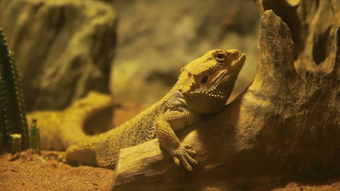 Pogona (also known as bearded dragon). Iguana takes a nap on tree branch in special tank. Dusit Zoo, Bangkok, Thailand.