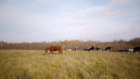 Dairy cows grazing in autumn meadow 

