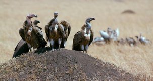 Ruppell'S Griffon Vultures On Mound; Maasai Mara Kenya Africa